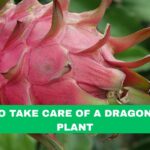 how to take care of a dragon fruit plant