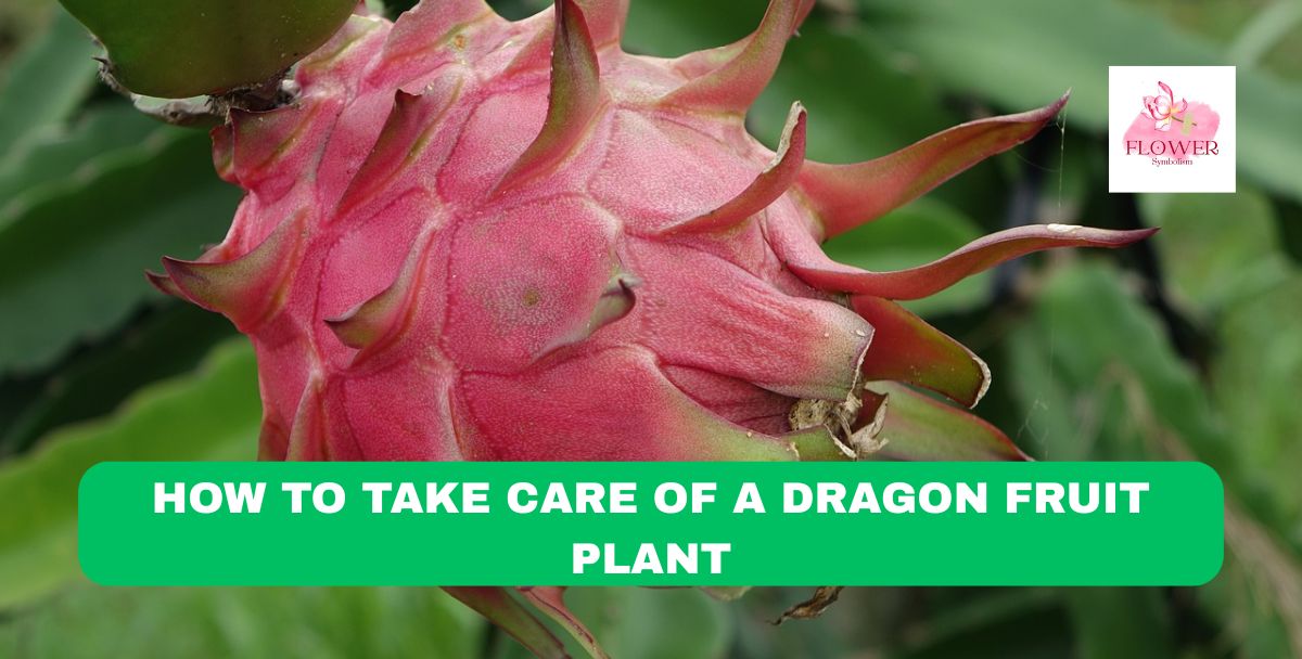 how to take care of a dragon fruit plant