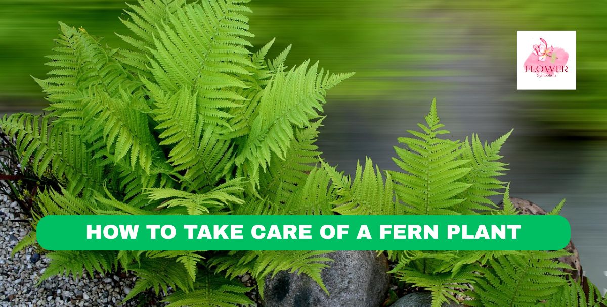 how to take care of a fern plant