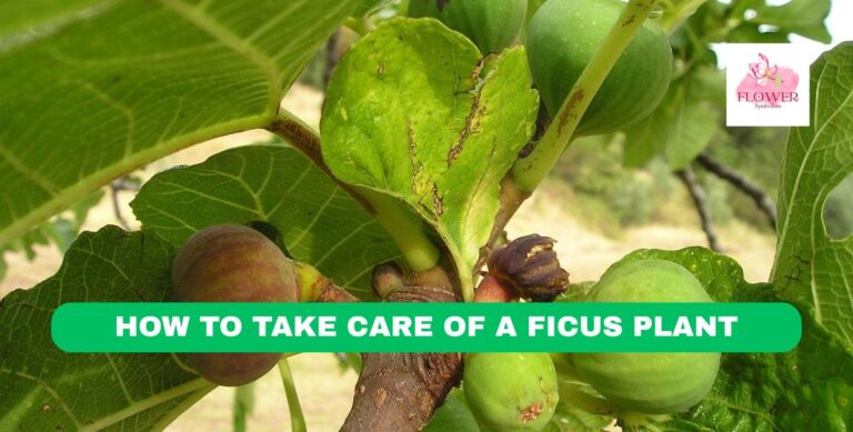 how to take care of a ficus plant