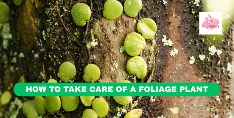 how to take care of a foliage plant