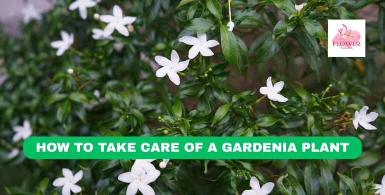 how to take care of a gardenia plant