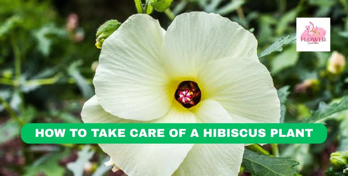 how to take care of a hibiscus plant