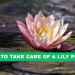 how to take care of a lily plant