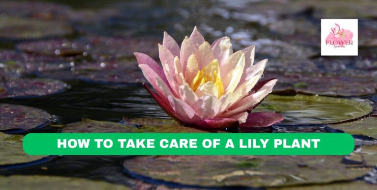 how to take care of a lily plant
