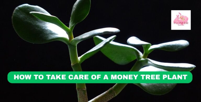 how to take care of a money tree plant