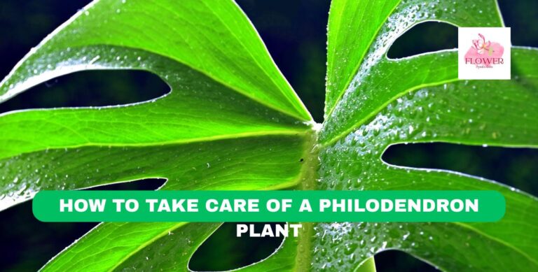 how to take care of a philodendron plant