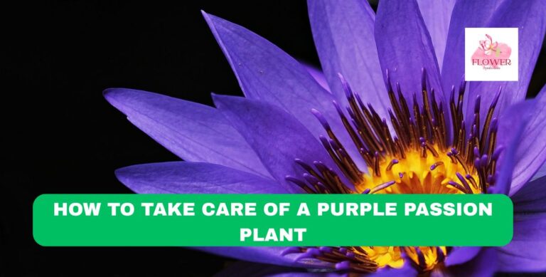 how to take care of a purple passion plant