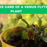 how to take care of a venus flytrap plant