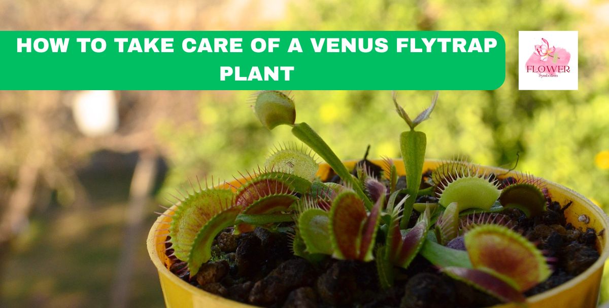 how to take care of a venus flytrap plant