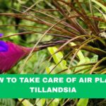 how to take care of air plant tillandsia