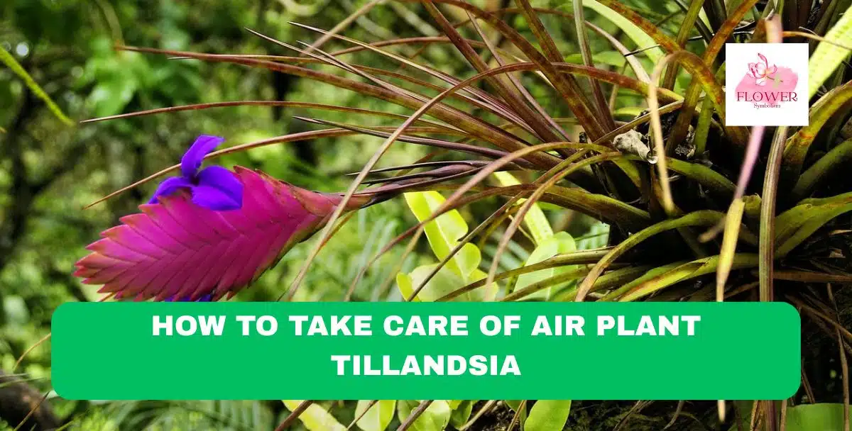 how to take care of air plant tillandsia