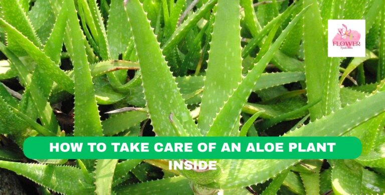 how to take care of an aloe plant inside