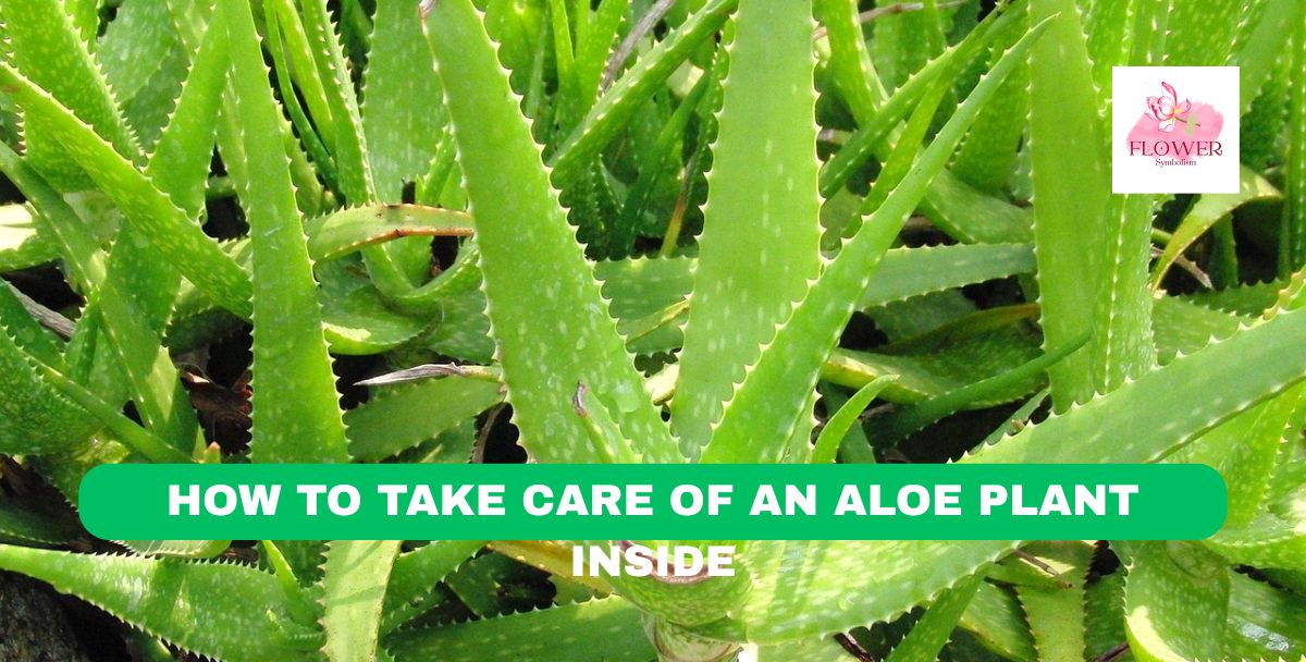 how to take care of an aloe plant inside