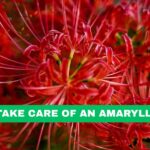 how to take care of an amaryllis plant