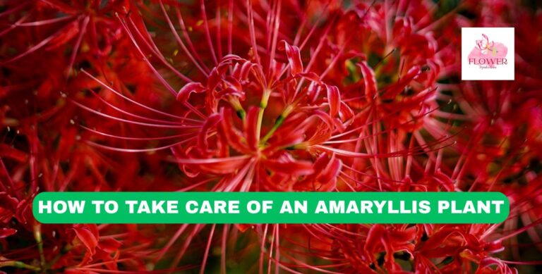 how to take care of an amaryllis plant