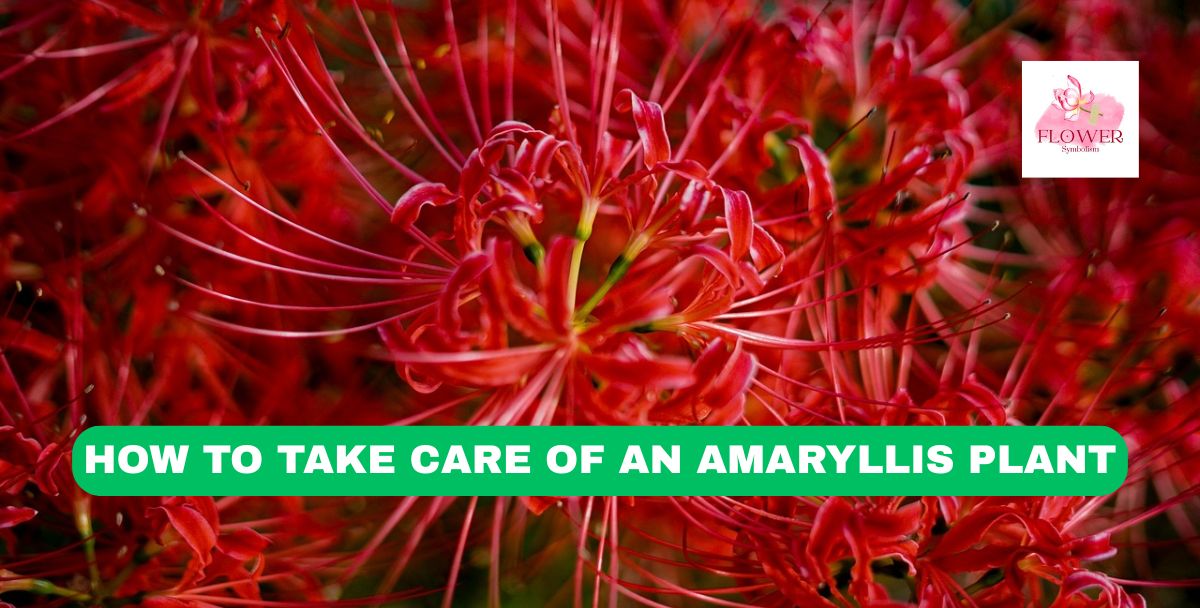 how to take care of an amaryllis plant