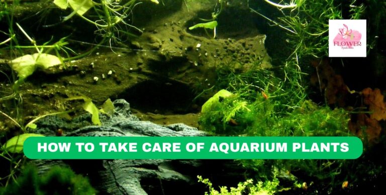 how to take care of aquarium plants