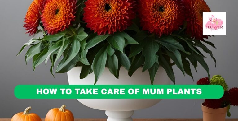 how to take care of mum plants