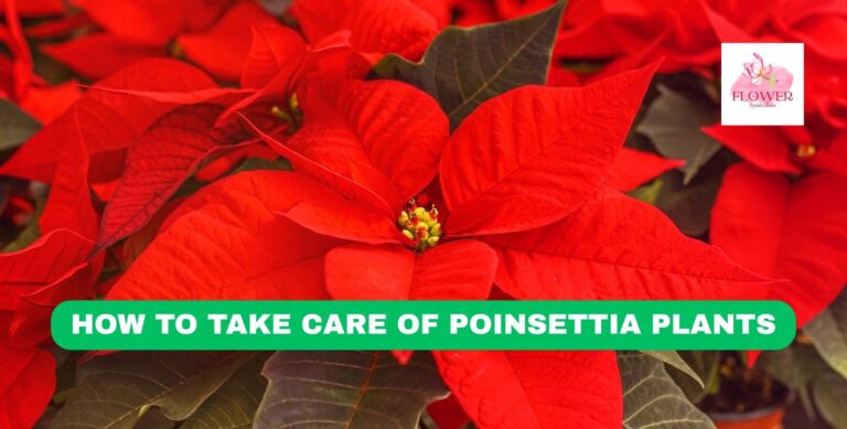 how to take care of poinsettia plants