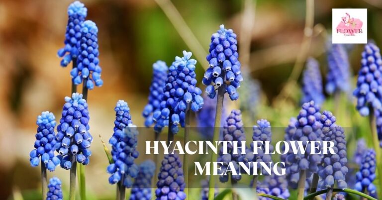 hyacinth flower meaning