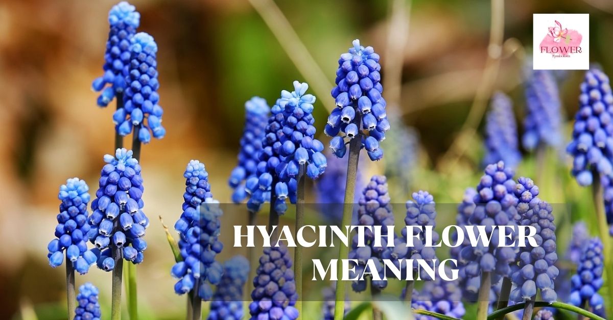hyacinth flower meaning