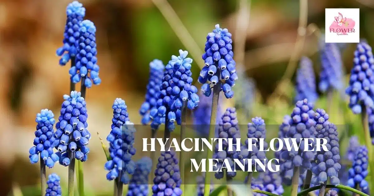 hyacinth flower meaning
