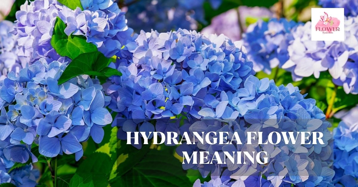 hydrangea flower meaning