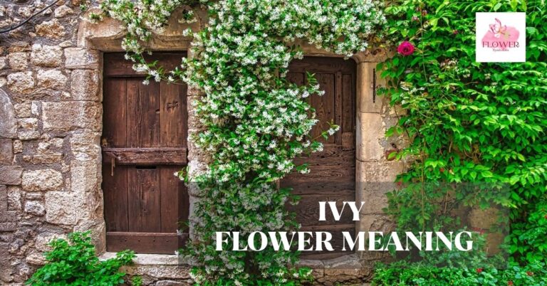 ivy flower meaning