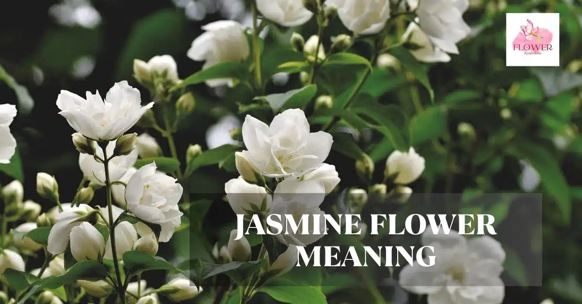 jasmine flower meaning