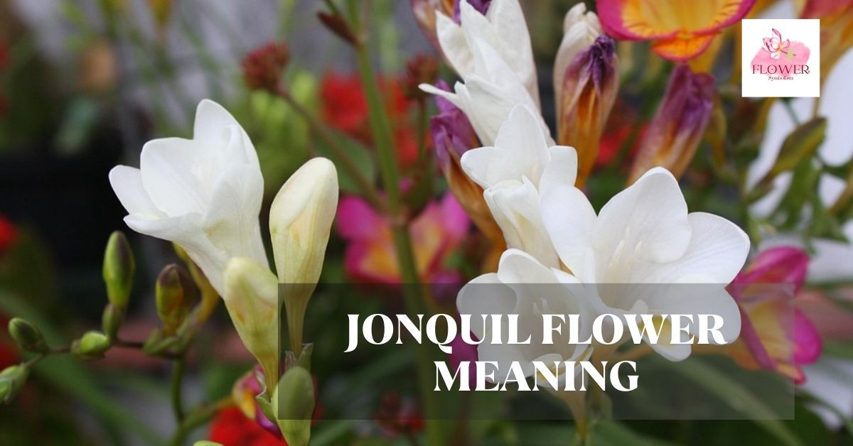 jonquil flower meaning