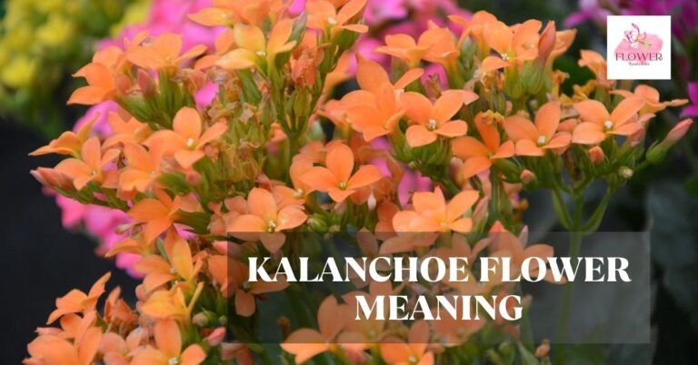 kalanchoe flower meaning