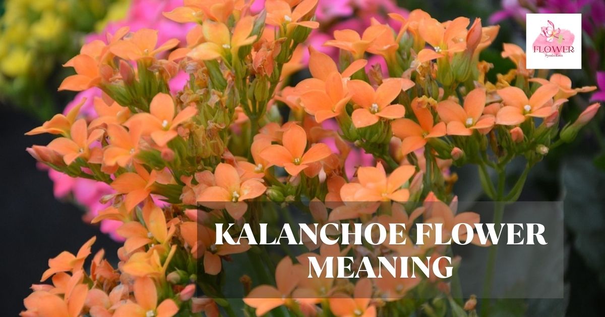 kalanchoe flower meaning