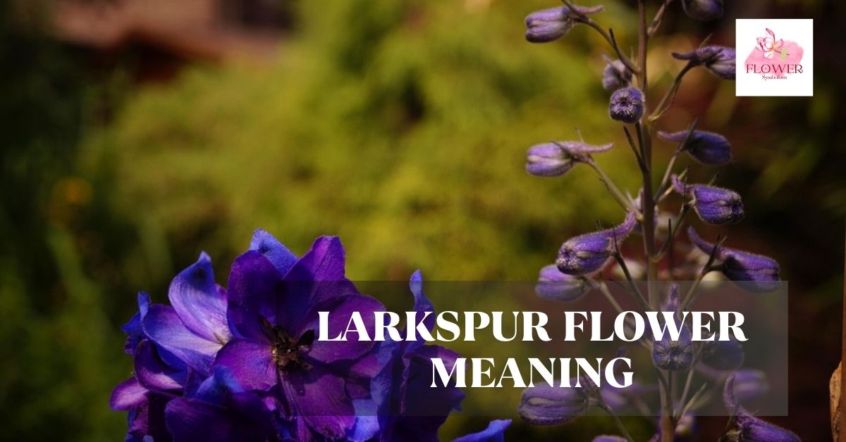 larkspur flower meaning