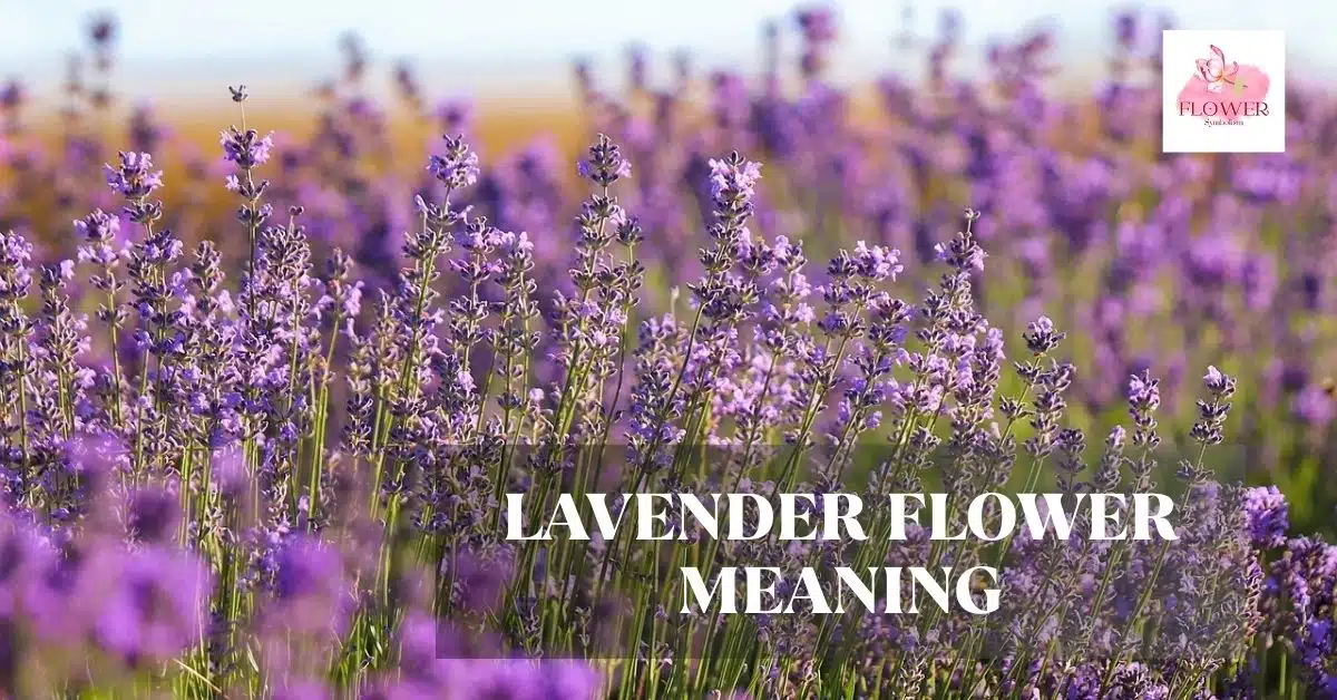 lavender flower meaning