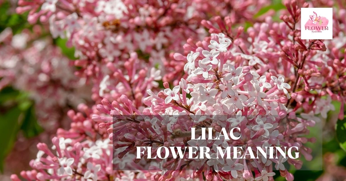 lilac flower meaning