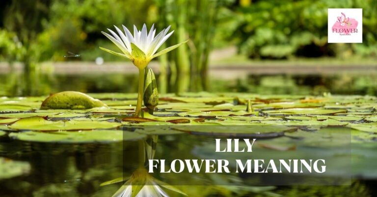 lily flower meaning
