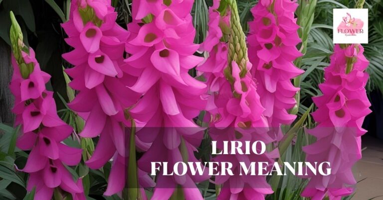 lirio flower meaning