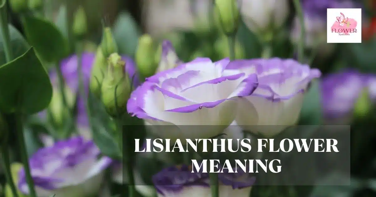 lisianthus flower meaning