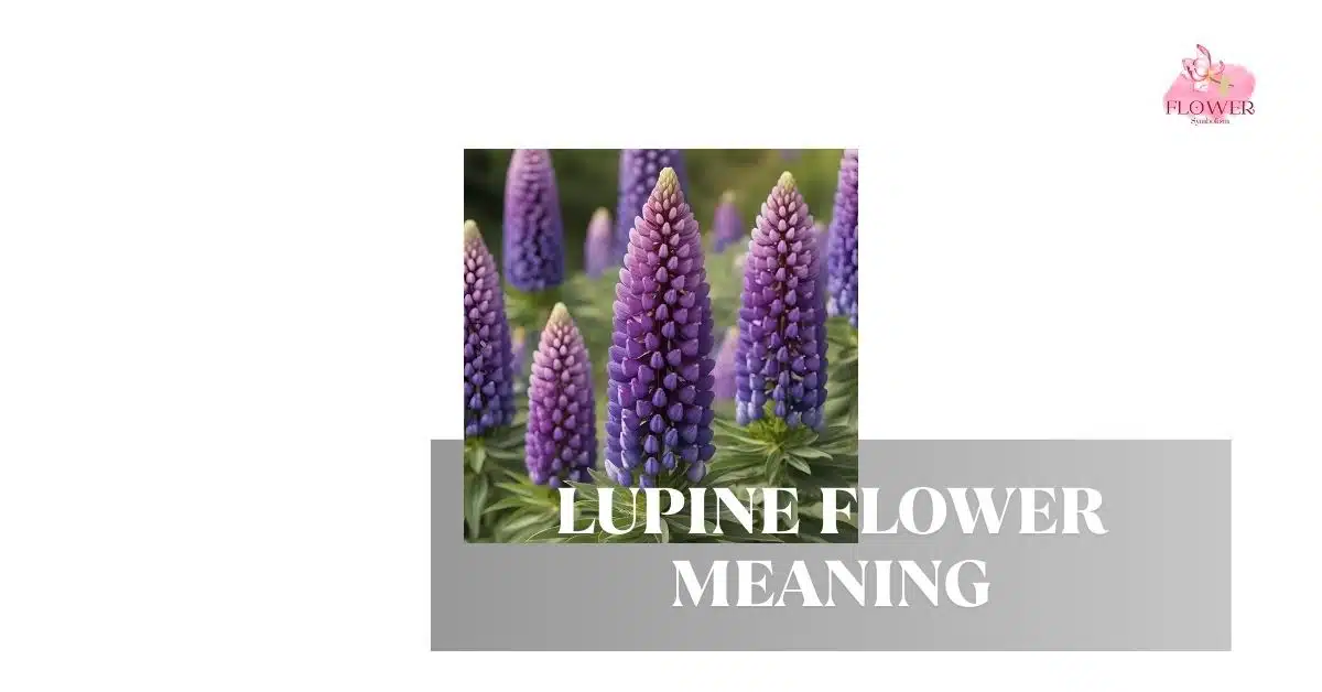 lupine flower meaning