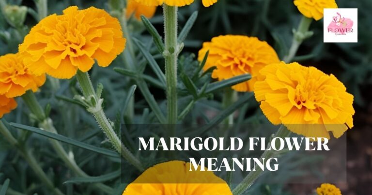 marigold flower meaning