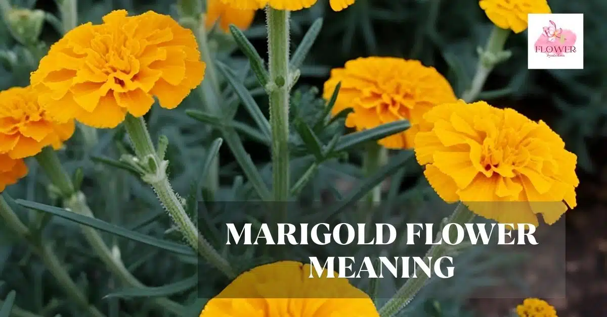 marigold flower meaning