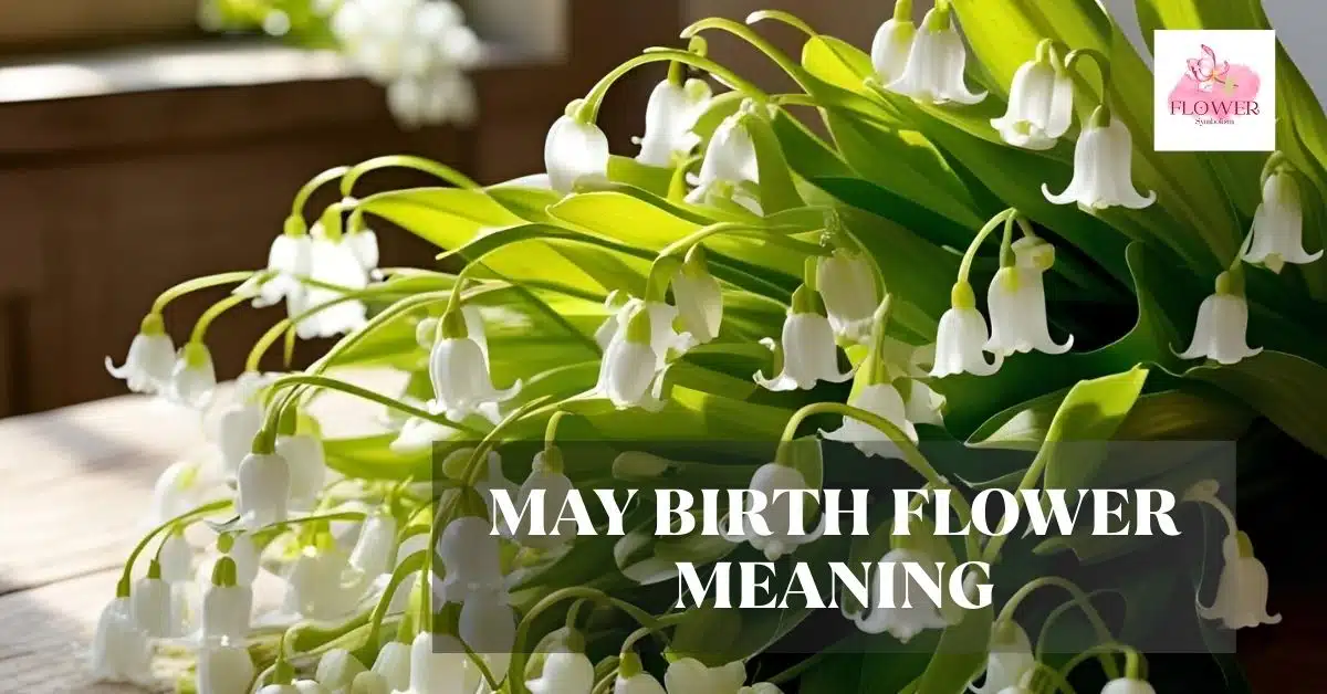 may birth flower meaning