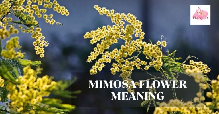 mimosa flower meaning