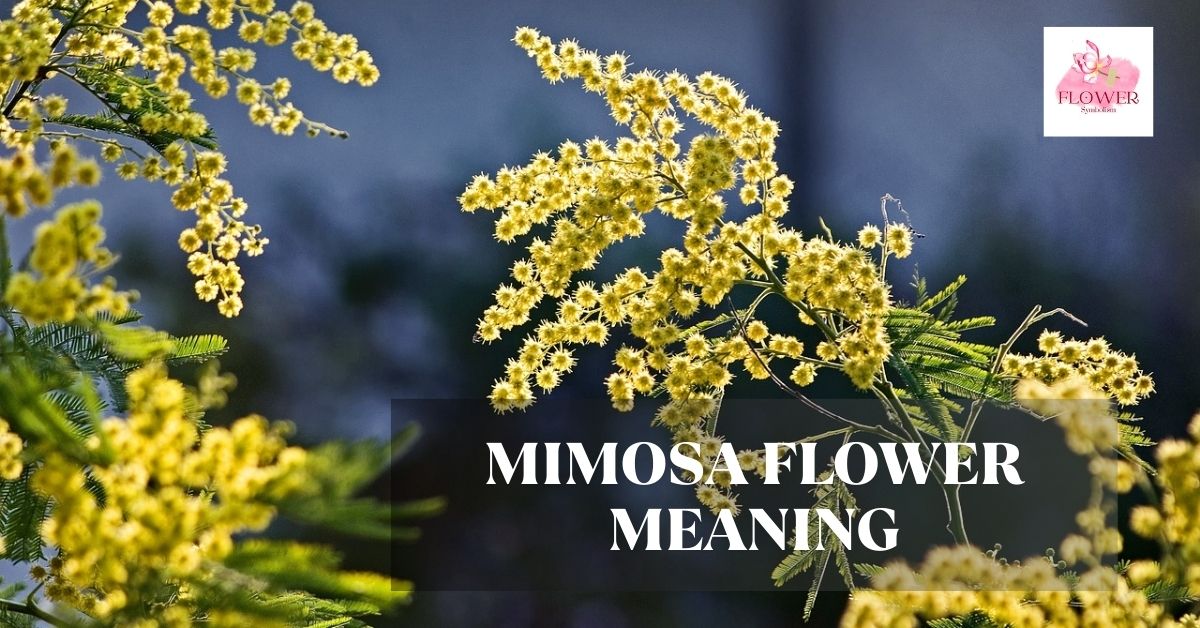 mimosa flower meaning