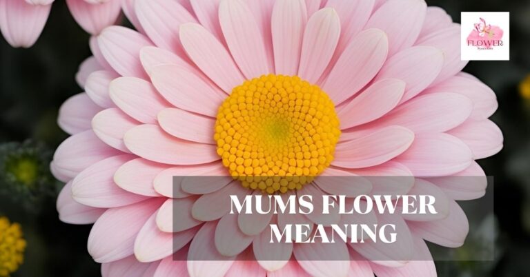 mums flower meaning