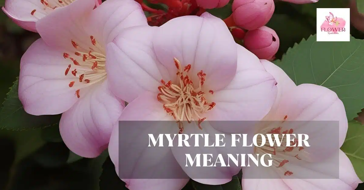 myrtle flower meaning