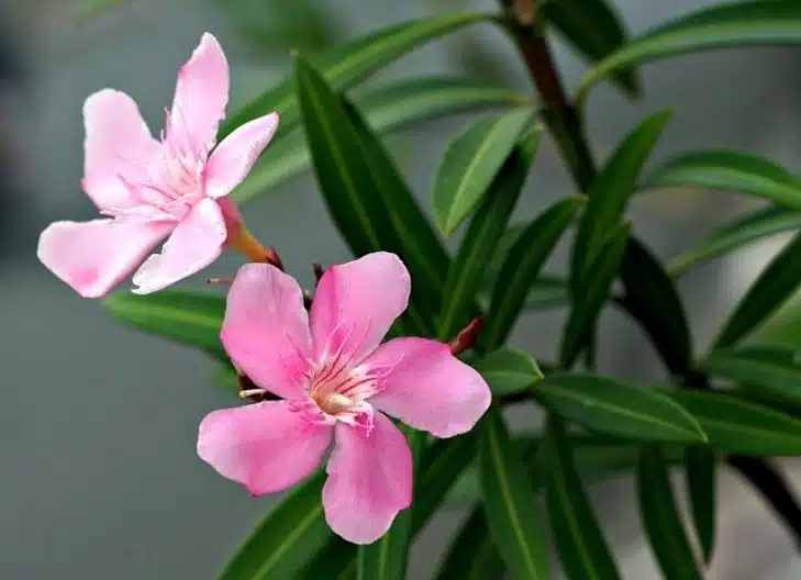 oleander flower meaning in relationship