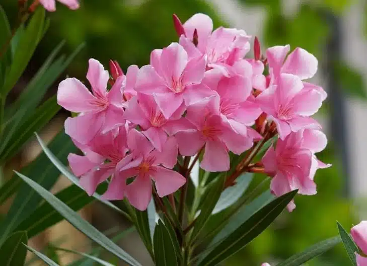 oleander flower meaning in love
