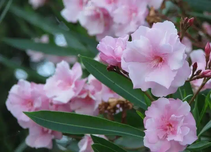 oleander flower meaning spiritual